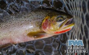 Fly-Fishing with FWA