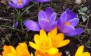 Spring has Sprung in the Elk Valley